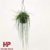 Рипсалис d15 см h40 см