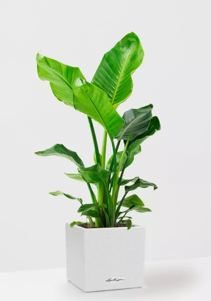 Стрелиция Николай 24/120 в CANTO Stone low 30