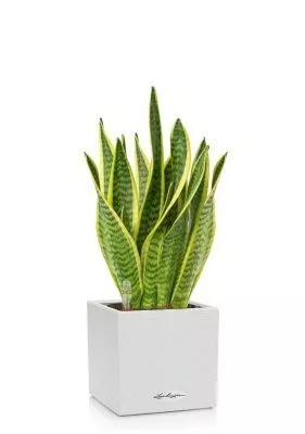 Сансевиерия в CANTO Stone 14, Песочный белый 
