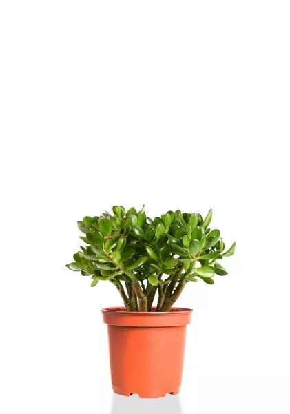 Крассула Овата 17/30 см