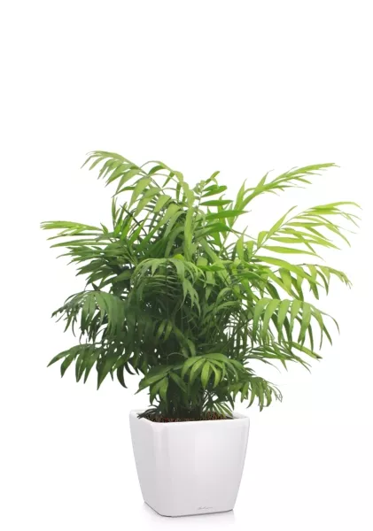 Хамедорея Элеганс 24/80 см в QUADRO LS 28