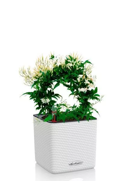 Жасмин на опоре 12/35 см в CUBE COLOR 14