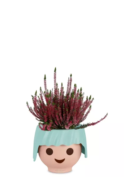 Вереск (Эрика) бордовый в OJO