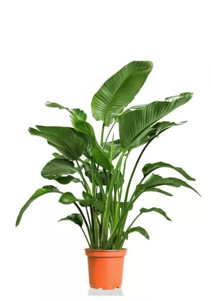 Стрелиция Николай 27/150 см