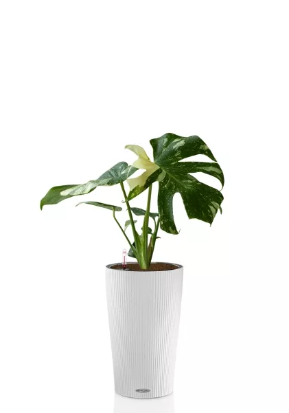 Монстера Делициоза вариегатная 15/45 см тип 1 в  CILINDRO COLOR 23