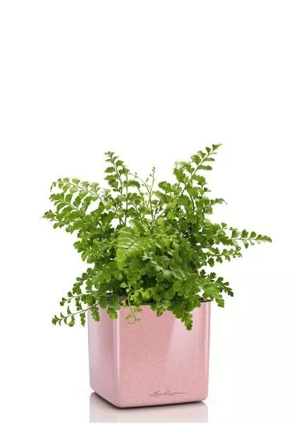 Папоротник Парвати в CUBE GLOSSY KISS 14