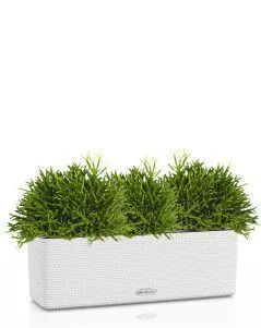 Рипсалис в CUBE COLOR TRIPLE 14