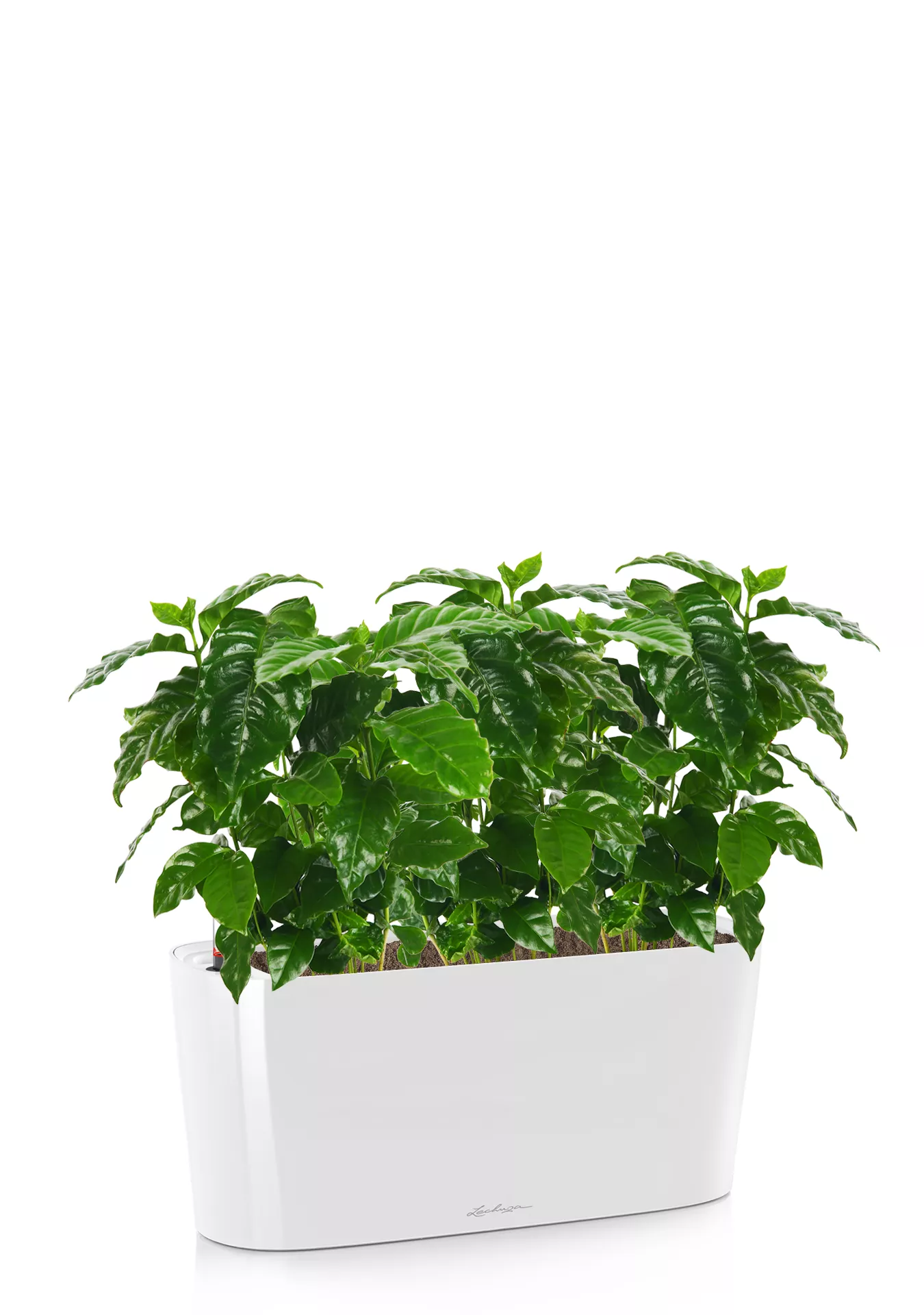 Кофе в DELTA 20