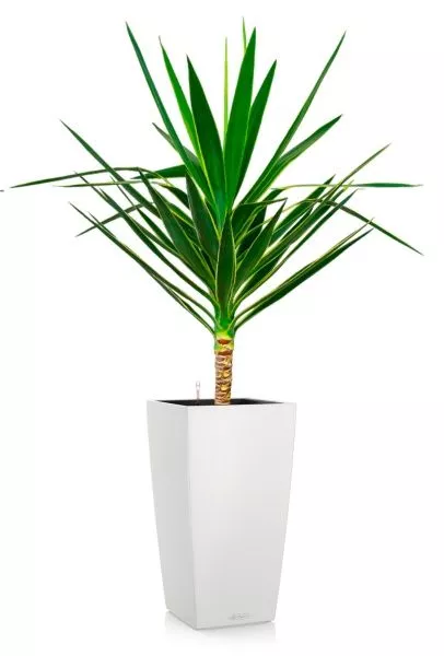 Юкка Пак в CUBICO COLOR 30