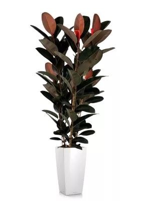 Фикус Эластика Абиджан 3 ствола 40/200 см в CUBICO 50