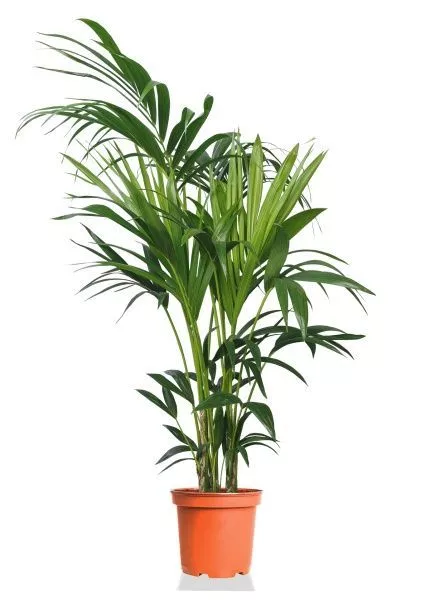 Ховея Кентия 21/140 см