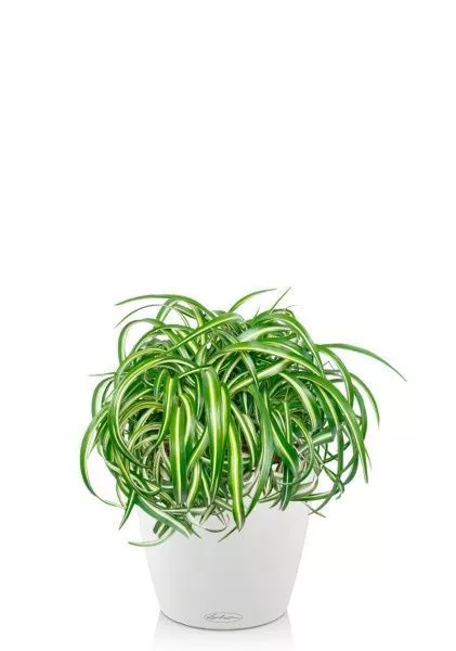 Хлорофитум Оушен 23/40 см в CLASSICO COLOR 28