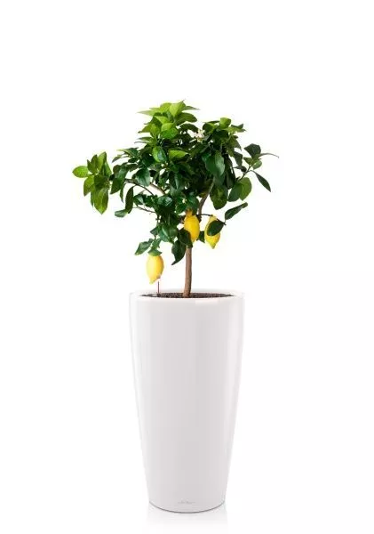 Цитрус Лимон 21/80 см в RONDO 32