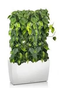 Филодендрон Бразил CARARO 75/130 см, Белый блестящий