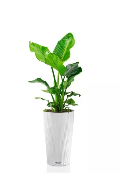 Стрелиция Николай 21/100 см в CILINDRO 32