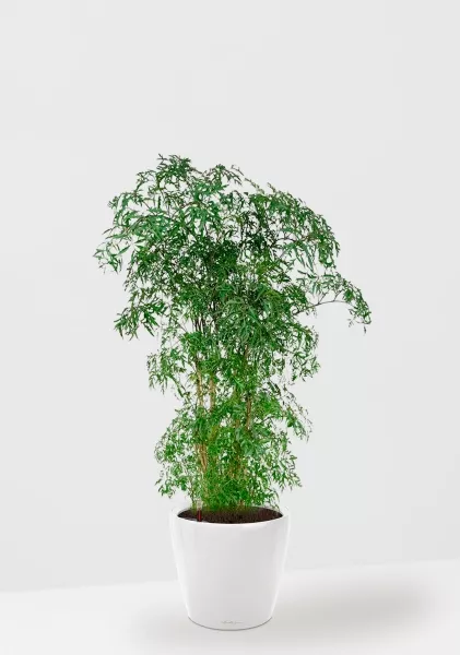 Полисциас Фрутикоза 27/140 см в CLASSICO LS 35