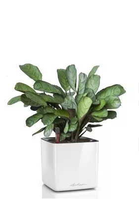 Ктенанта Амагрис в CUBE GLOSSY 14, белый блестящий 