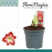Гиппеаструм Exotic Striped Flora Magica 2 ствола d13 см h25 см тип 1