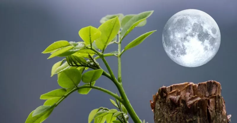 Пересадка комнатных растений по лунному календарю: декабрь 2025