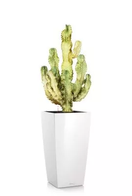 Эуфорбия Ингенс в CUBICO 40, белый блестящий