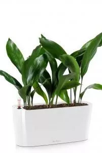 Аспидистра в DELTA 20