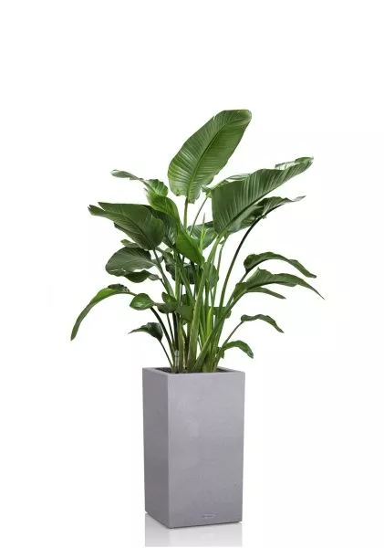 Стрелиция Николай 27/150 см в CANTO STONE HIGH 40