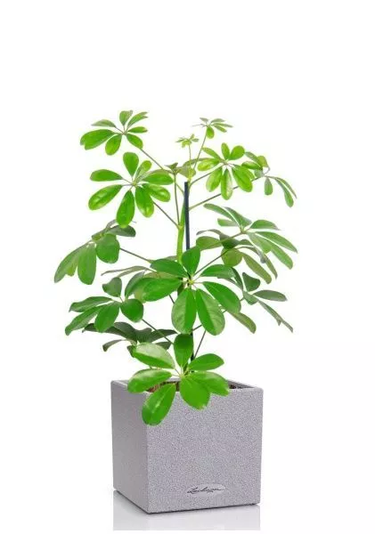 Шеффлера Нора 12/40 см в CANTO STONE 14