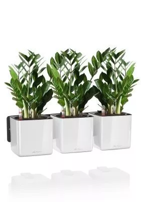 Замиокулькас в GREEN WALL Home Kit Glossy 15, белый блестящий