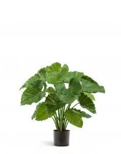 Алоказия Калидора куст