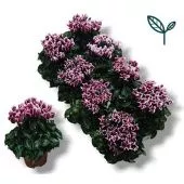 Цикламен Compact Fantasia Wine Red d10.5 см h20 см