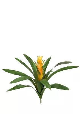 Гузмания Кардинал жёлтая