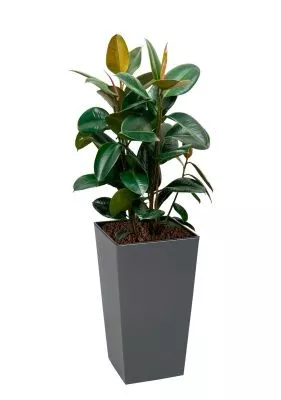 Фикус Эластика Робуста 3 ствола 35/200 см в Finezja 40x40, серый бетон