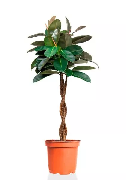 Фикус Эластика Бургунди переплетенный 27/160 см