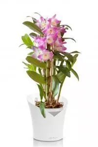 Орхидея Дендробиум розовый ORCHIDEA 18/45, Белый матовый