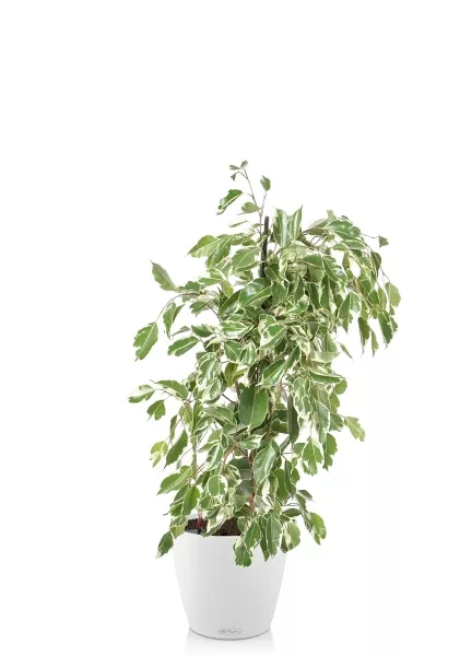 Фикус Бенджамина Голден Кинг пирамида 17/70 см в CLASSICO COLOR 21