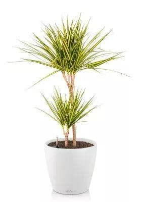 Драцена Маргината Санрей 2 ствола 17/70 см CLASSICO COLOR 21, белый