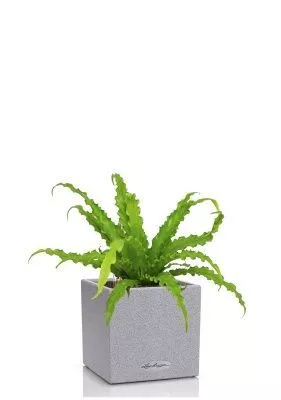 Асплениум Антикум Осака в CANTO STONE 14, серый камень