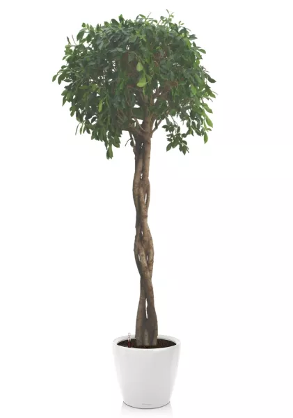 Фикус Нитида переплетенный 42/200 см в CLASSICO LS 50