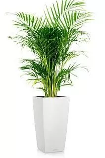 Хризалидокарпус CUBICO 30/160 см, белый