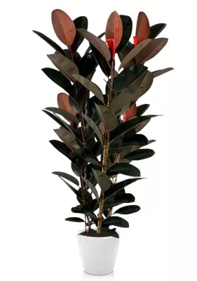 Фикус Эластика Абиджан 3 ствола 40/200 см в CLASSICO LS 50