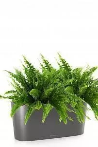 Нефролепис в DELTA 20