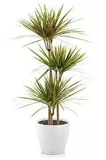 Драцена биколор CLASSICO 35/160 см, белый