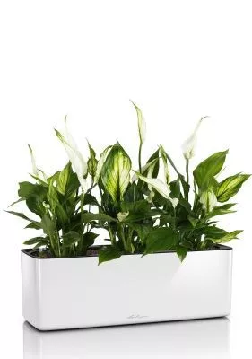 Спатифиллум в CUBE GLOSSY TRIPLE, белый блестящий