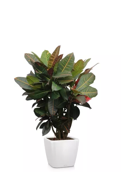 Кротон Миссис Айстон 17/65 см в QUADRO LS 21