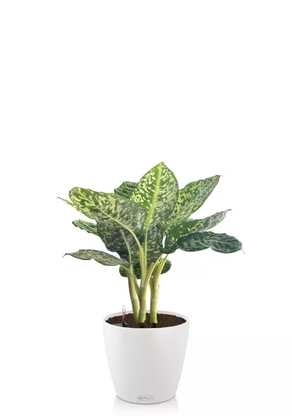 Диффенбахия Рефлектор 14/50 см в CLASSICO COLOR 18