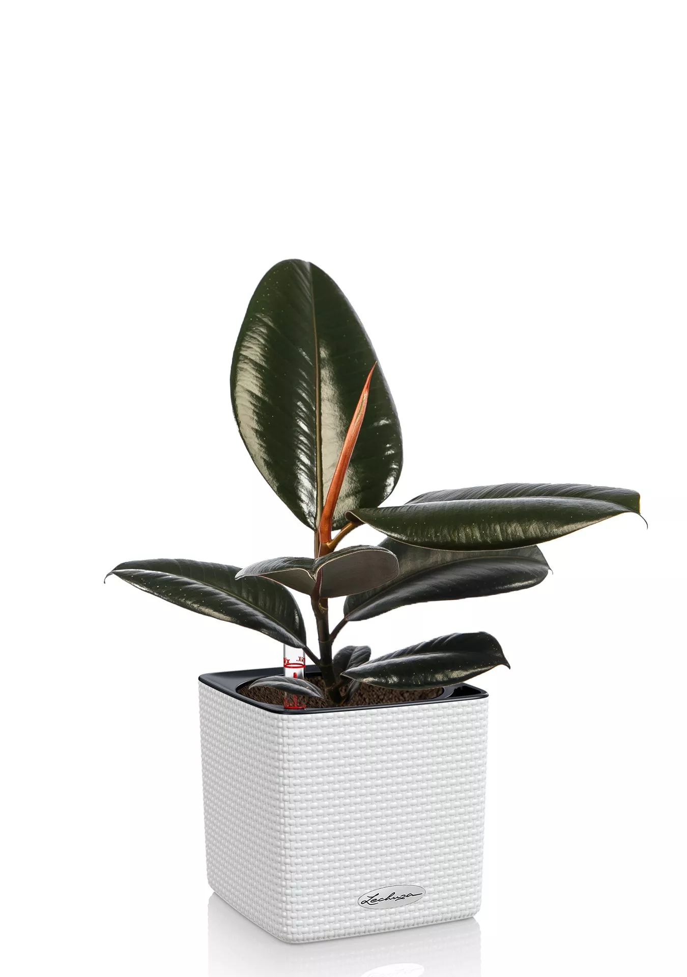 Фикус Эластика в CUBE COLOR 14