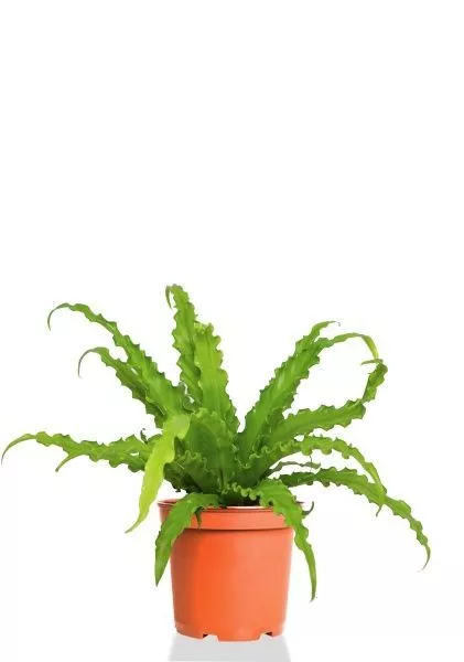 Асплениум Антикум Осака 12/30 см