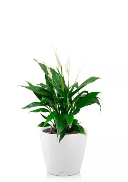 Спатифиллум Вариегатный 17/60 см в CLASSICO COLOR 21