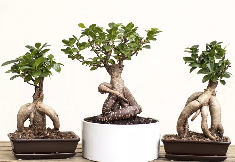 Фикус Микрокарпа Гинсенг: живая скульптура в горшке