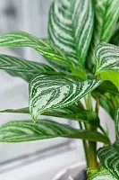 Аглаонема Страйп в CLASSICO LS 21